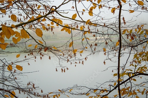 foggy autumn © Ivana