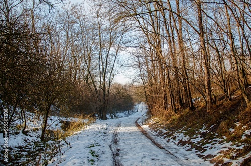 snowy path in forest