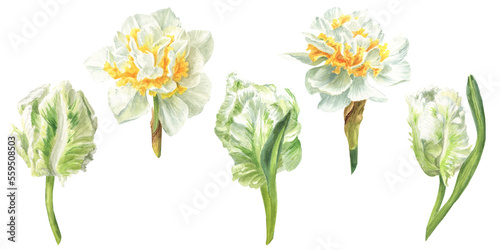 White parrot tulips and daffodils. Set of watercolor illustrations in botanical style © Irina