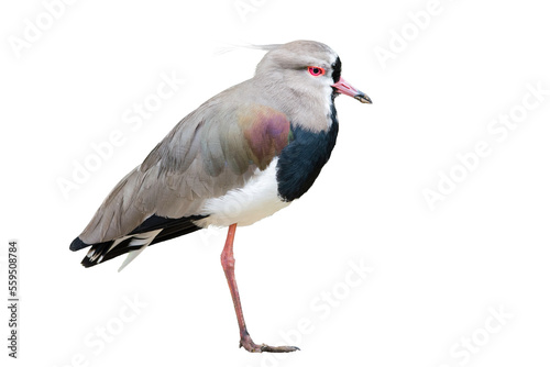 Southern lapwing Isolated ( Vanellus chilensis )