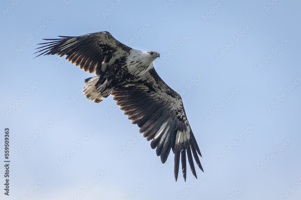 Fototapeta premium African fish eagle in flight showing its massive wings