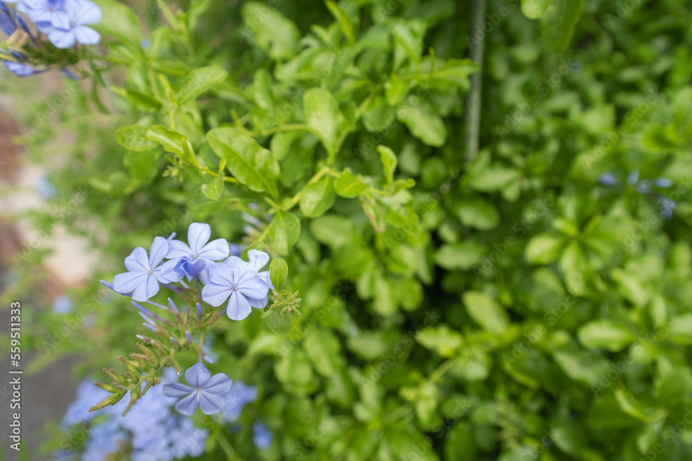 ルリマツリの存在感のある紫の花