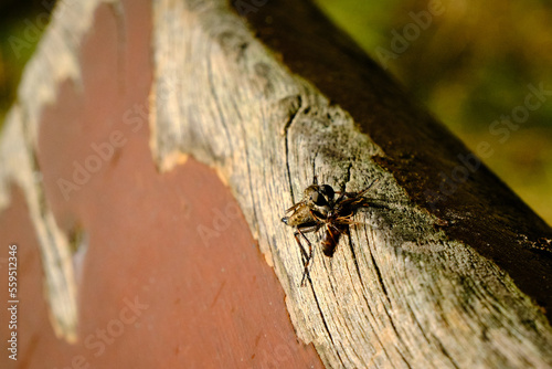 The Netherlands, september 2021. Close up of Robber fly, assasin fly or predatory fly, Asilidea, with prey in the sun on a piece of wood