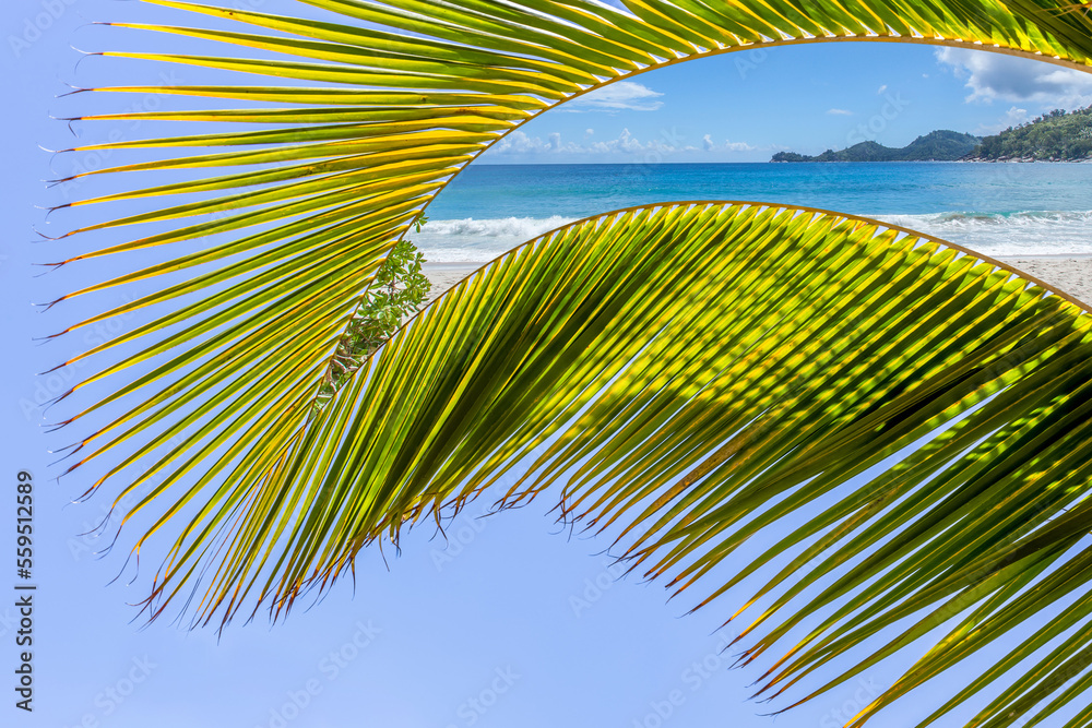 Fototapeta premium Palme sur plage des Seychelles