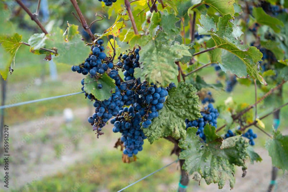 Autumn wine. Dark blue bunch of grapes from vineyards for further processing into wine. Selective focus.