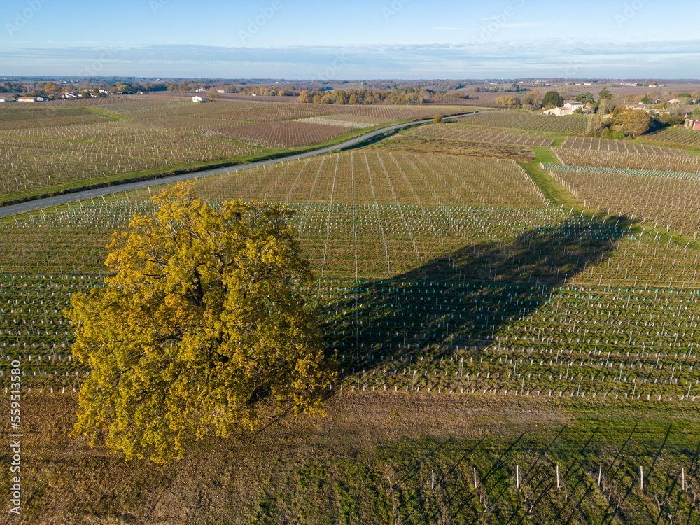 Beautiful tree, oak, Bordeaux vineyard over frost and smog and freeze in winter, landscape vineyard . High quality photo