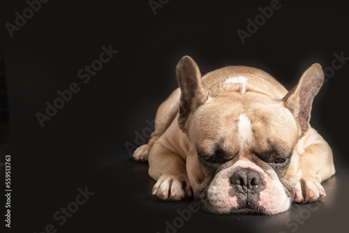 an anorexic french bulldog lying on a black background 