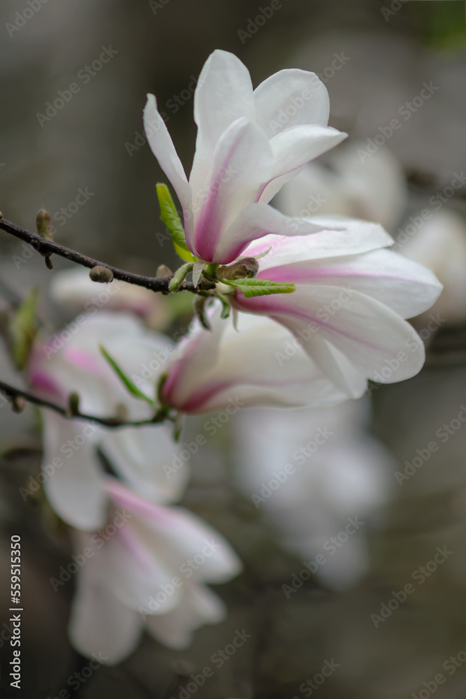Spring background with beautiful light pink magnolia flowers in soft light Spring background with beautiful light pink magnolia flowers in soft light