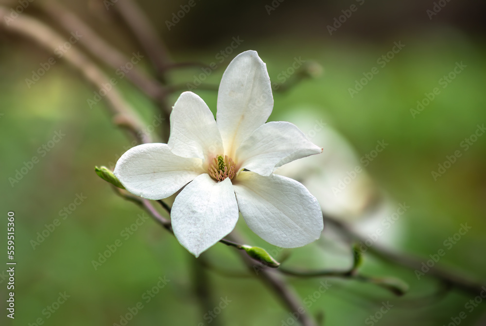 The beautiful blossoming magnolia flower The beautiful blossoming magnolia flower