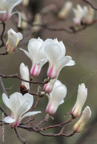 Spring background with beautiful light pink magnolia flowers in soft light
