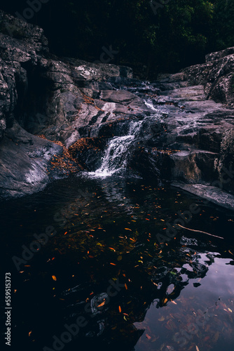 Australia forest details