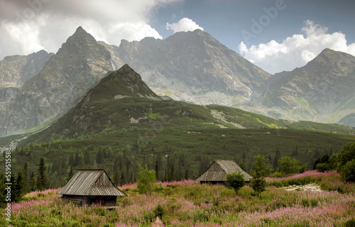 Hala Gasienicowa in the Tatra Mountains, Mountain landscape in bloom (Epilobium angustifolium).