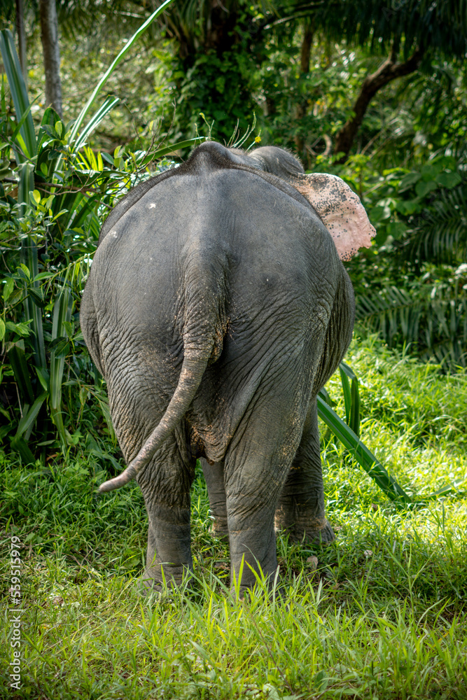 Elephant showing his beautiful ass