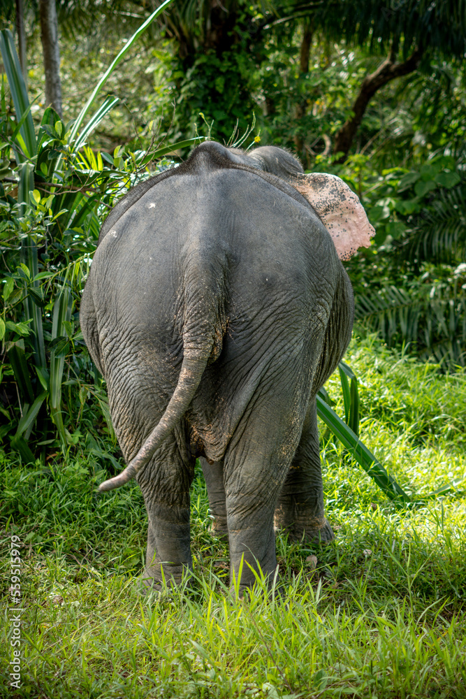 Fototapeta premium Elephant showing his beautiful ass