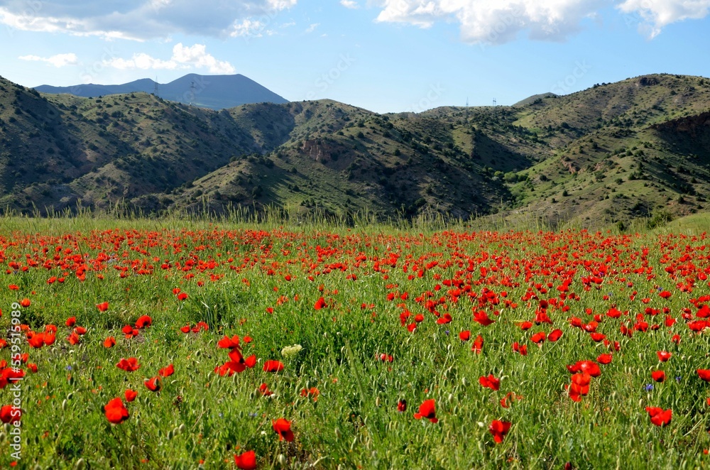 beautiful poppy meadow with mountain backdrop in Armenia
