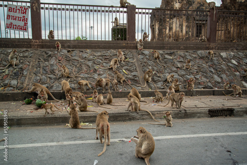 THAILAND LOPBURI MONKEY