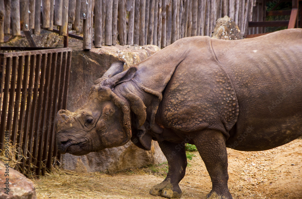 Fototapeta premium Old big rhinoceros in the zoo