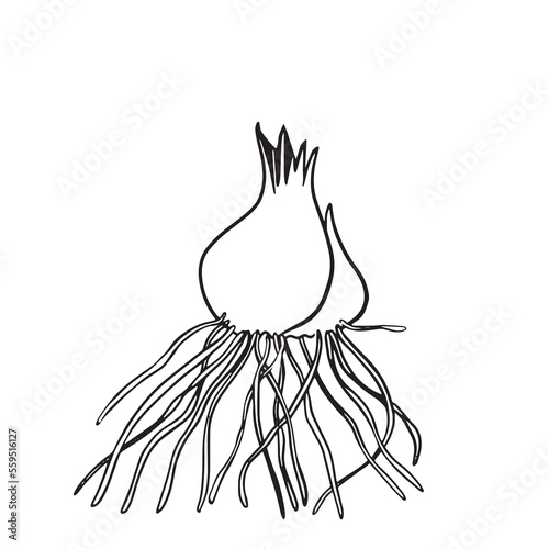 Spring crocus saffron bulb in continuous line drawing style. Outline collection of flower icons for flower shop, vegetable garden, gardener. Black linear drawing on a white background