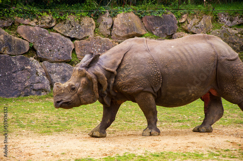 Old big rhinoceros in the zoo