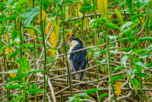 blackbird