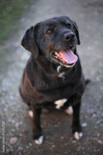 Black labrador posing sitting with open mouth
