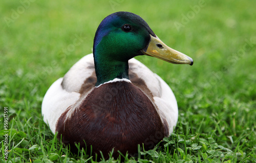 Close-up view of a mallard duck