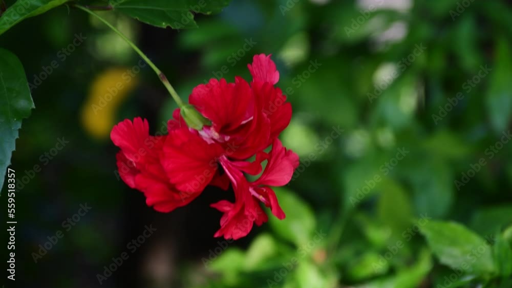 red hibiscus flower on green nature background red hibiscus flower on green nature background