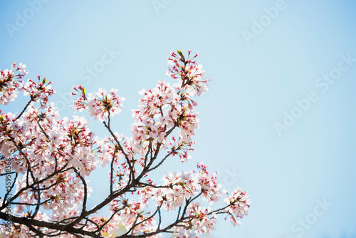 white cherry blossom or sakura flower full bloom in spring