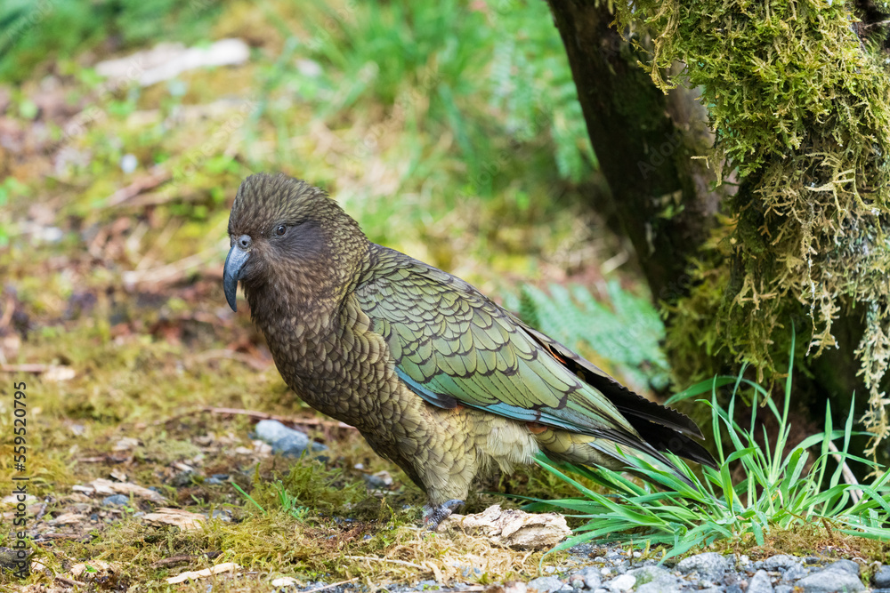 Obraz premium Kea (Nestor notabilis)