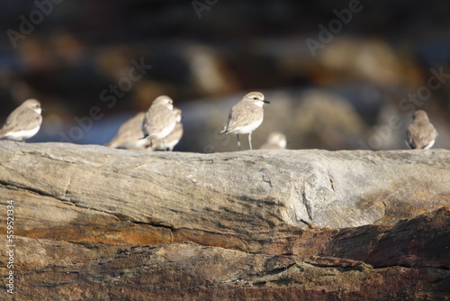 Javan Plover bird on sea coast at morning time. birds in group at beach. beautiful wall mounting of coastal birds in group. photo