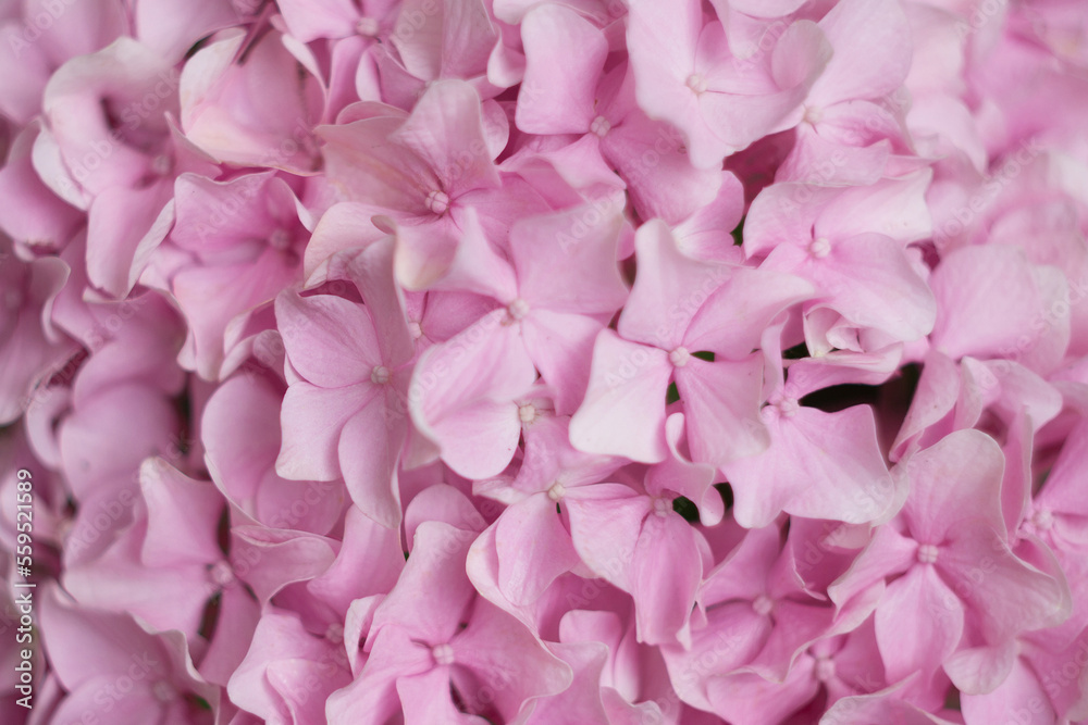 Pink large-leaved hydrangea in the garden