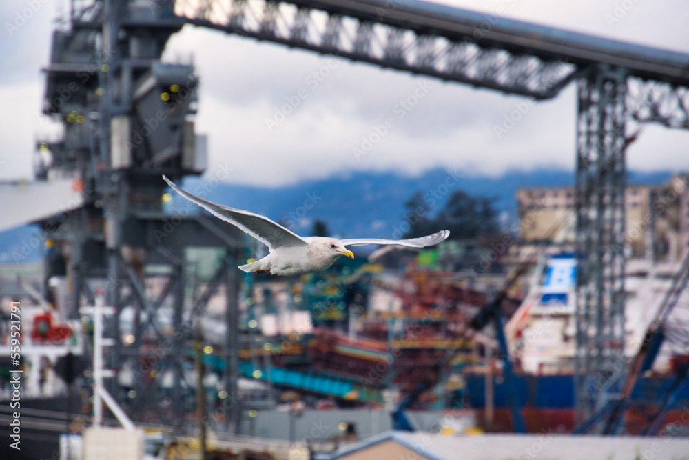 A seagull flying against the port view.  Vancouver BC Canada