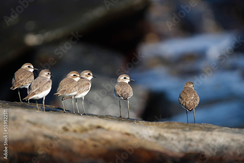 Javan Plover bird on sea coast at morning time. birds in group at beach. beautiful wall mounting of coastal birds in group.