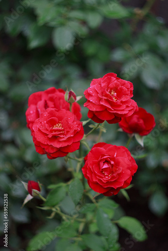 Beautiful red rose bush in the garden after rain