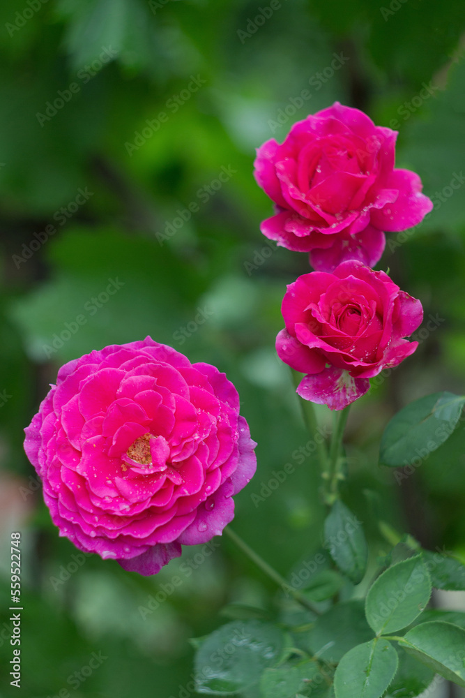 Beautiful pink rose bush in the garden after rain Beautiful pink rose bush in the garden after rain