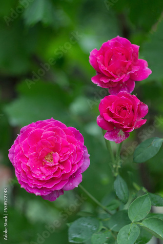 Beautiful pink rose bush in the garden after rain