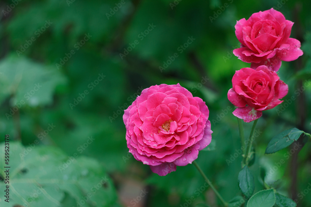 Obraz premium Beautiful pink rose bush in the garden after rain