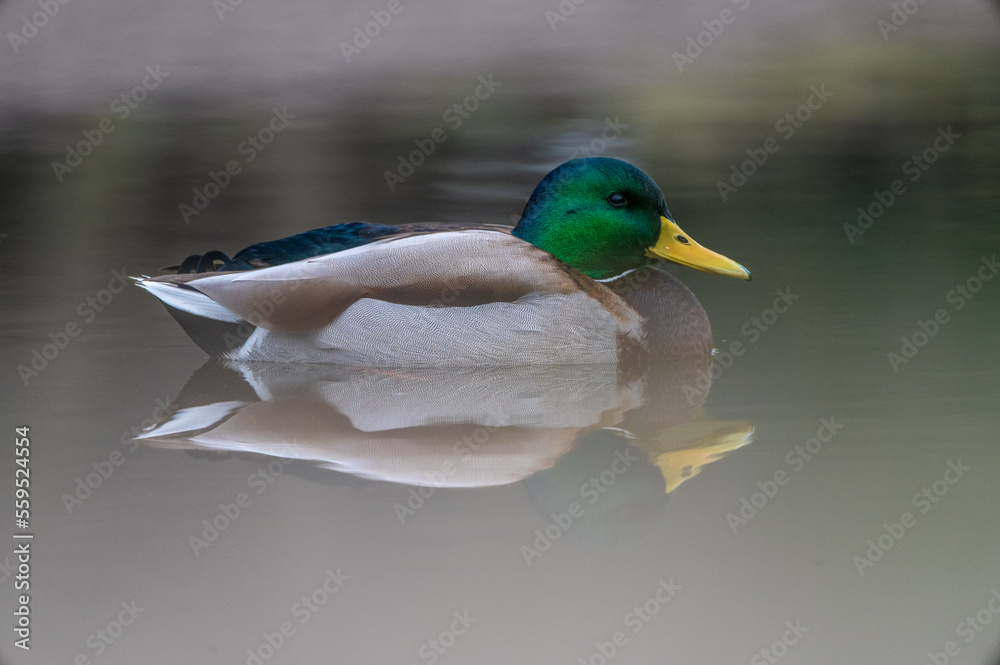 Obraz premium Stadtpark