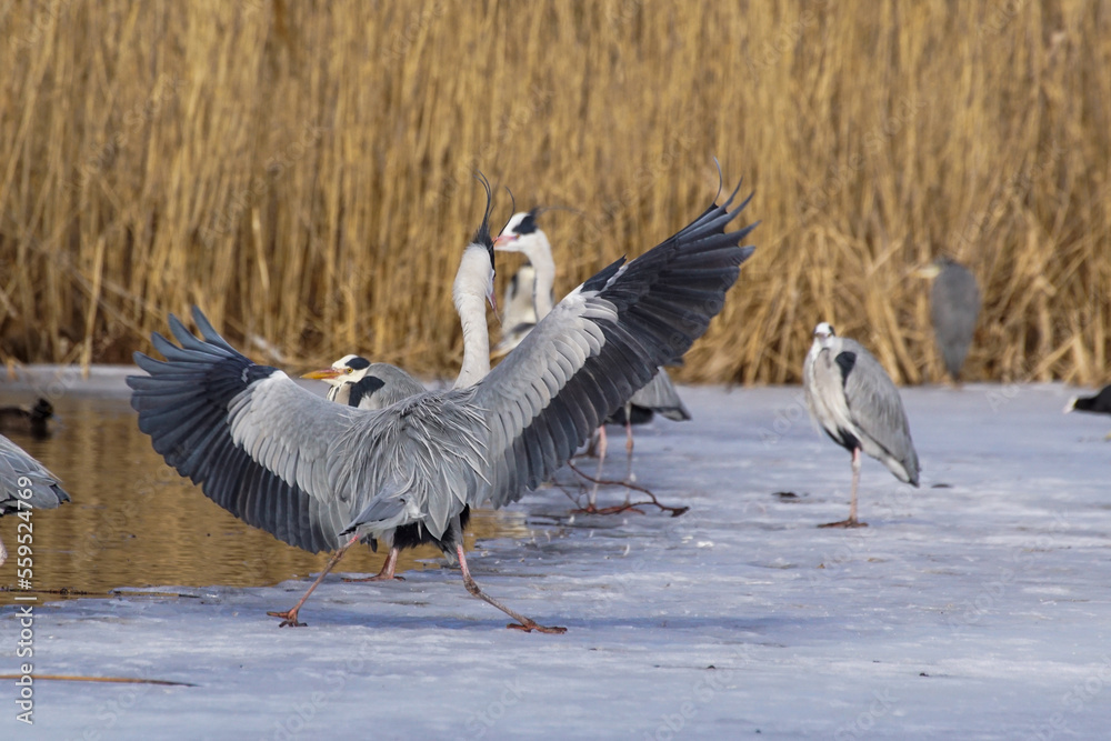 Fototapeta premium geese in flight