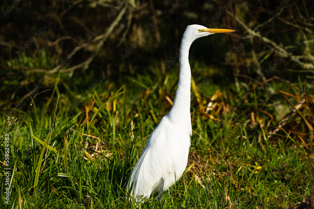 Obraz premium White egret