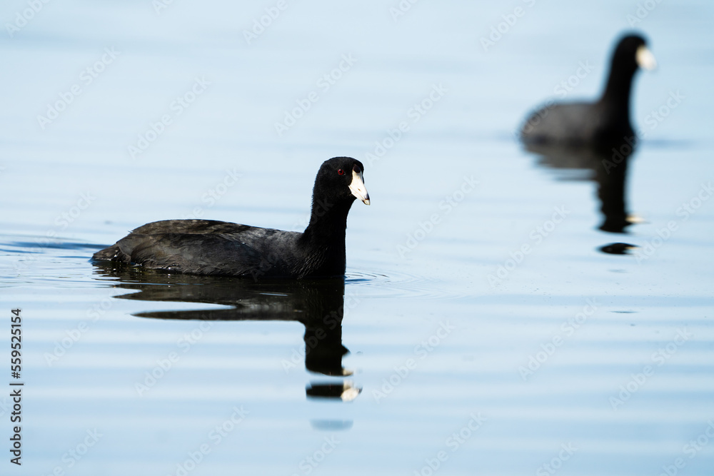 Fototapeta premium American Coot