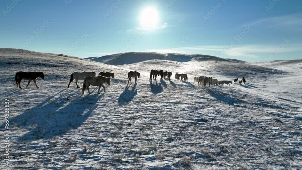 Kazakh Uplands horses can easily find food right under the snow. Bright winter day. Kazakh Uplands horses can easily find food right under the snow. Bright winter day.