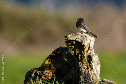 Black Phoebe photo