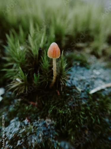 Macro Mushroom 
