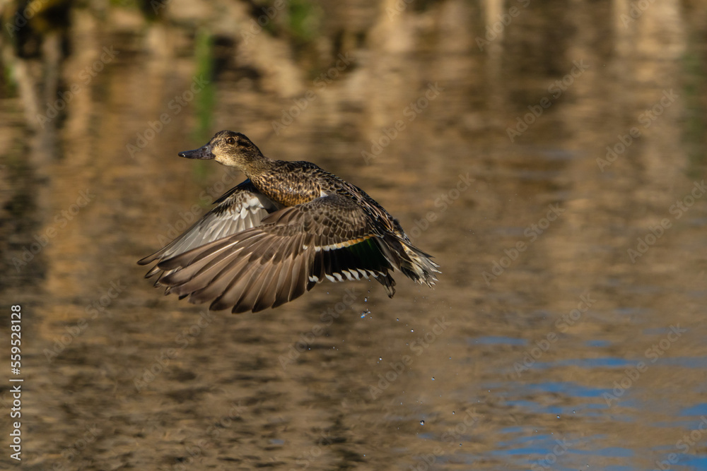 Obraz premium American Duck