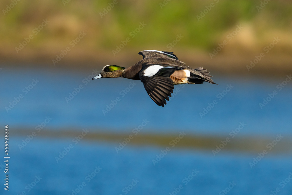 Obraz premium Pato Americano,