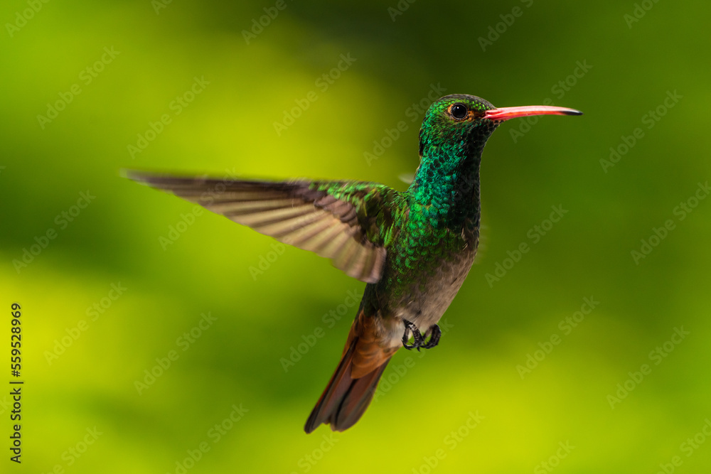 Amazilia Colirrufa, Amazilia Colirrufa,