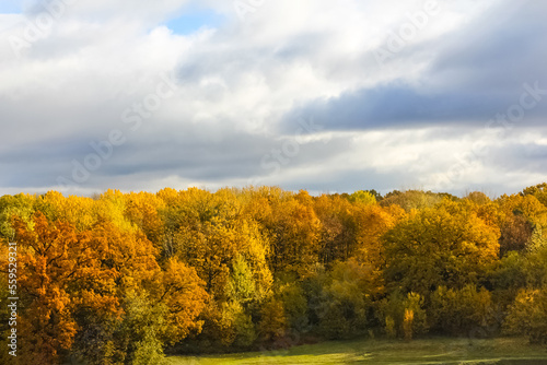 Trees in the park in autumn. Bright autumn crowns of trees in the golden color of foliage.