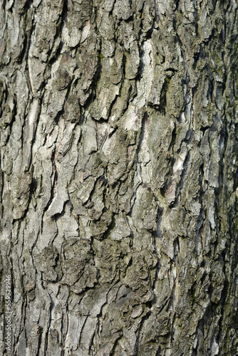 Common horse chestnut bark detail