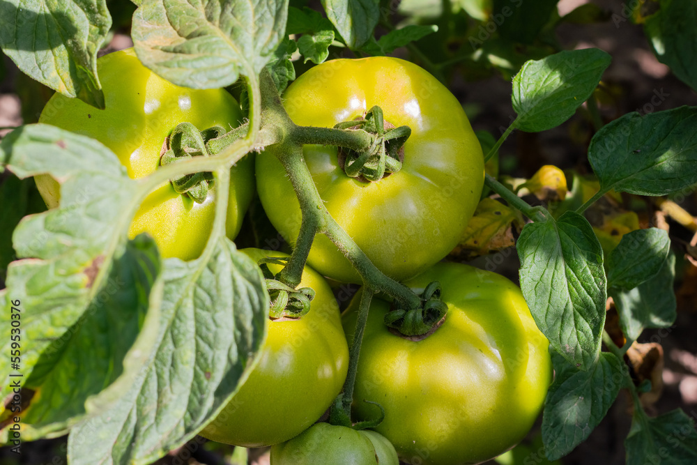 Growing tomatoes outdoors. Green tomatoes. Tomatoes are tied to sticks. Agriculture. Home harvest.